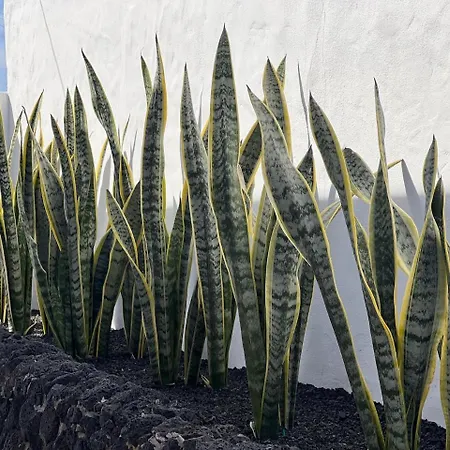 アパート La Bodega De Florencio Mozaga